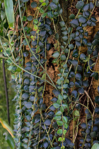 A rúzsvirág (Aeschynanthus radicans var. lobbianus) gondozása
