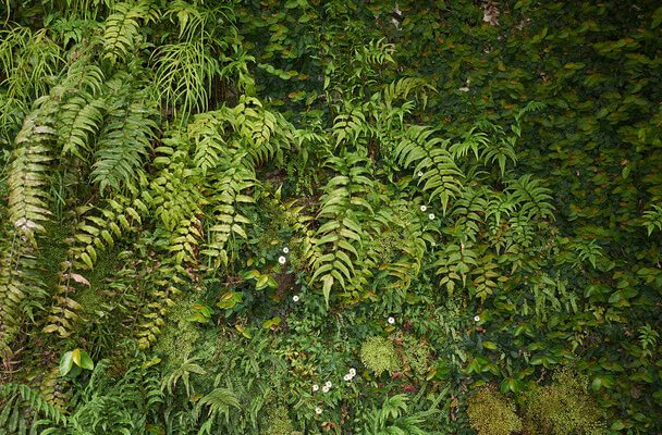 A sarlós babérpáfrány (Cyrtomium falcatum) gondozása, ültetése, szaporítása, betegségei