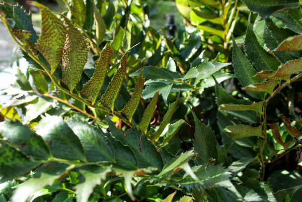 A sarlós babérpáfrány (Cyrtomium falcatum) gondozása, ültetése, szaporítása, betegségei