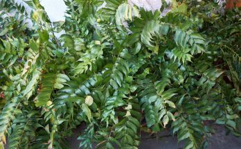 A sarlós babérpáfrány (Cyrtomium falcatum) gondozása, ültetése, szaporítása, betegségei