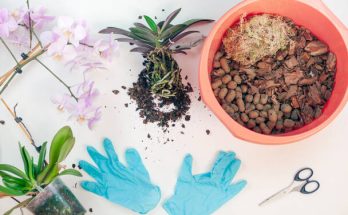 Hogyan készítsük fel szobanövényeinket a tavaszra?