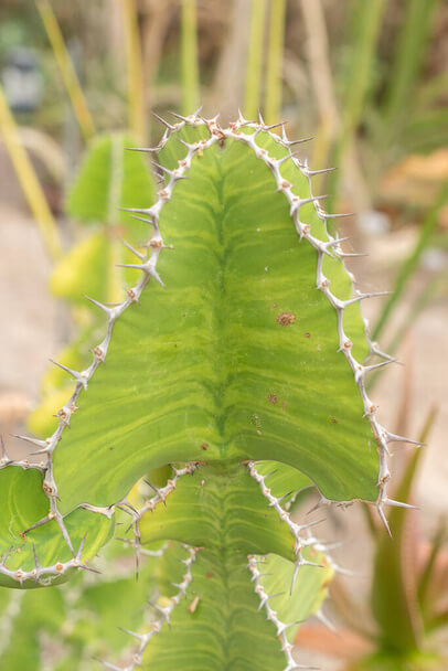 A tövisélű kutyatej (Euphorbia grandicornis) gondozása