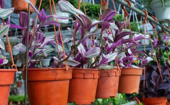 Pletyka (Tradescantia) gondozása