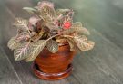 A skarlátvörös árnyékcsuporka (Episcia cupreata) gondozása, ültetése, szaporítása