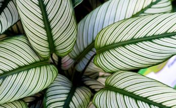 A csíkos zebralevél (Calathea ornata) gondozása, ültetése, szaporítása, betegségei