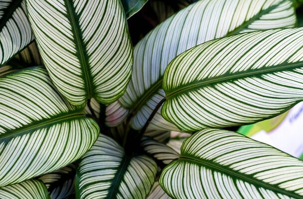 A csíkos zebralevél (Calathea ornata) gondozása, ültetése, szaporítása, betegségei