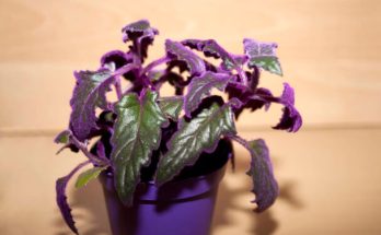 A kúszó lilacserje (Gynura aurantiaca) gondozása