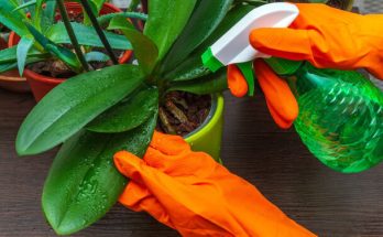 Orchideák öntözése és párásítása