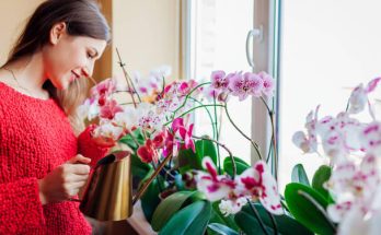 Orchideák öntözése és párásítása