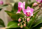 Orchideák öntözése és párásítása