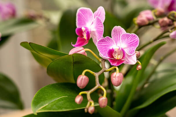 Orchideák öntözése és párásítása