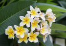 A frangipáni (Plumeria) gondozása, ültetése, szaporítása, betegségei