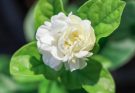 Arab Jázmin (Jasminum sambac) gondozása, ültetése, szaporítása
