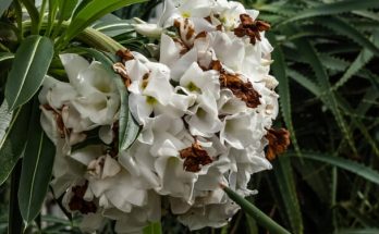 A madagaszkári gumólábfa (Pachypodium lamerei) gondozása, ültetése, szaporítása