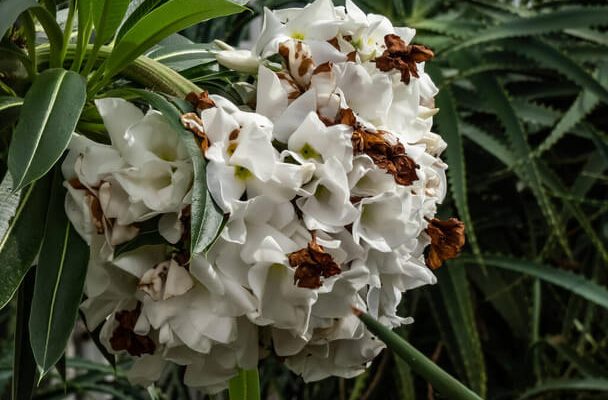 A madagaszkári gumólábfa (Pachypodium lamerei) gondozása, ültetése, szaporítása