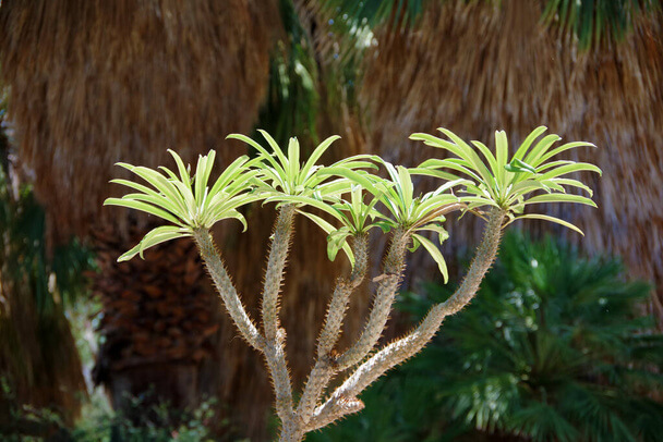 A madagaszkári gumólábfa (Pachypodium lamerei) gondozása, ültetése, szaporítása