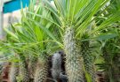 A madagaszkári gumólábfa (Pachypodium lamerei) gondozása, ültetése, szaporítása