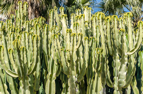 A háromélű kutyatej (Euphorbia trigona) gondozása, ültetése, szaporítása