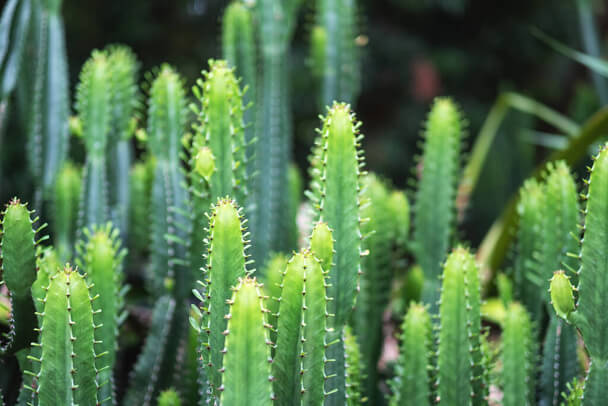 A háromélű kutyatej (Euphorbia trigona) gondozása, ültetése, szaporítása