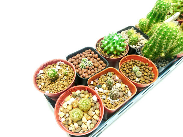 Kaktuszok gondozása otthon: A kezdők útmutatója