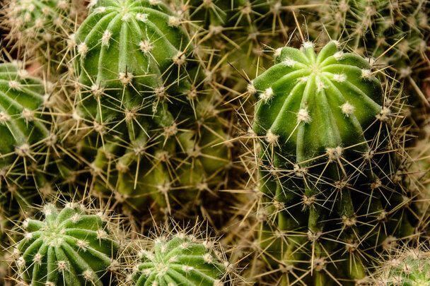 Kaktuszok gondozása otthon: A kezdők útmutatója