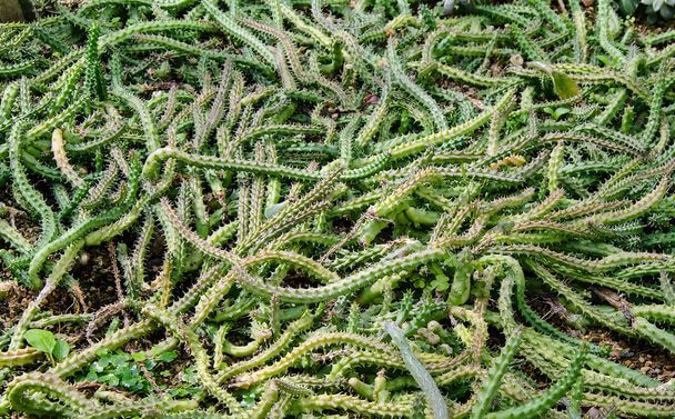 A kígyókaktusz (Aporocactus flagelliformis) gondozása, ültetése, szaporítása