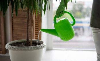 Szobanövények öntözése