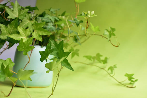 A szobaborostyán (Hedera helix) gondozása, ültetése, szaporítása