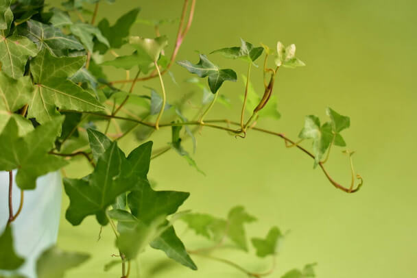 A szobaborostyán (Hedera helix) gondozása, ültetése, szaporítása