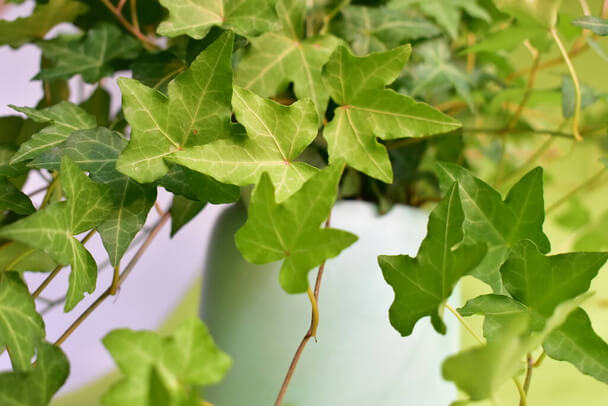 A szobaborostyán (Hedera helix) gondozása, ültetése, szaporítása