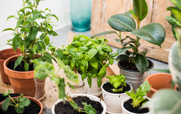 Nyári hőség: Hogyan óvjuk meg szobanövényeinket?