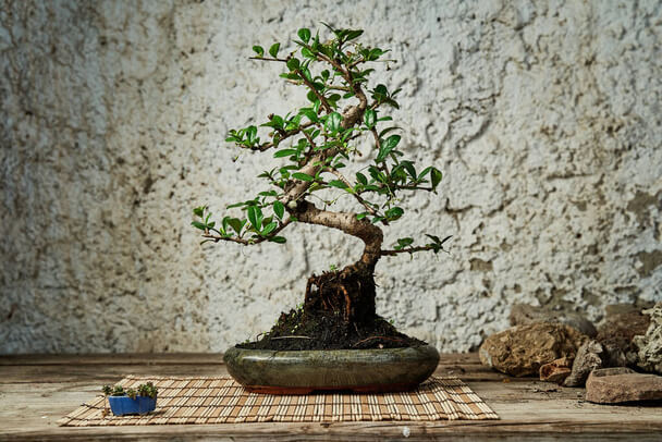 Bonsai gondozása