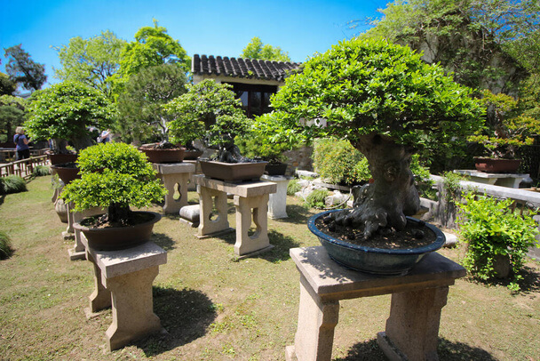 Bonsai gondozása