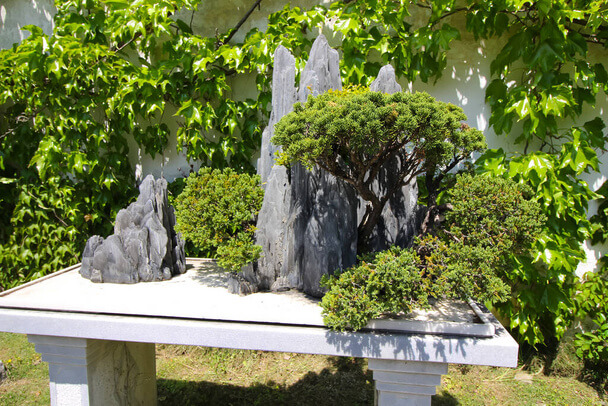 Bonsai gondozása