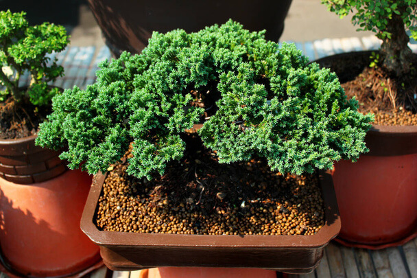 Bonsai gondozása