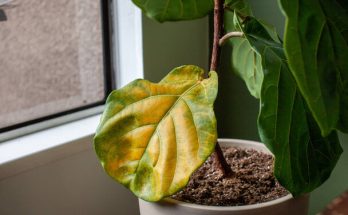 Hogyan kezeljük a gyökérrothadást szobanövényeknél