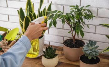 Az öntözés és a tápoldatozás kapcsolata