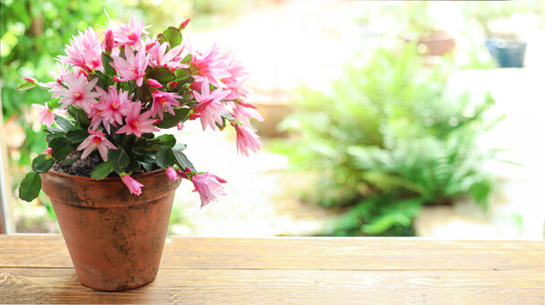 A karácsonyi kaktusz (Schlumbergera truncata)