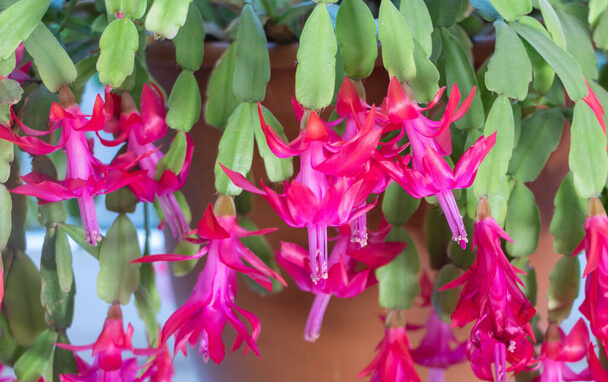 A karácsonyi kaktusz (Schlumbergera truncata)