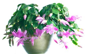 A karácsonyi kaktusz (Schlumbergera truncata)