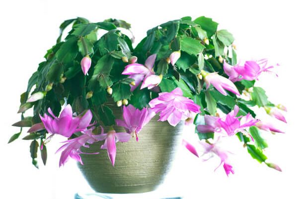 A karácsonyi kaktusz (Schlumbergera truncata)