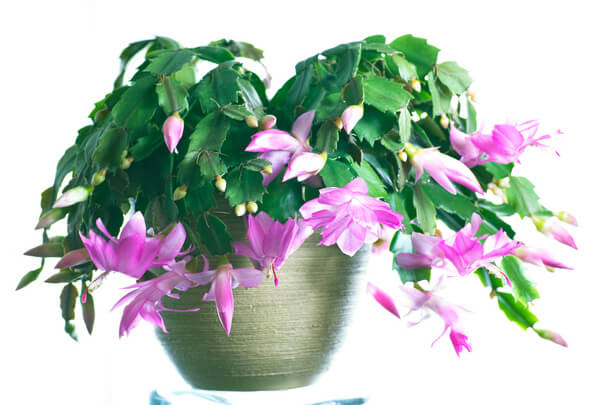 A karácsonyi kaktusz (Schlumbergera truncata)