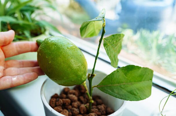 Így nevelj otthon citromfát – Tippek beltéri citrusokhoz