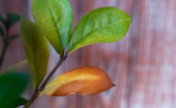 Miért barnulnak a szobanövények levelei?