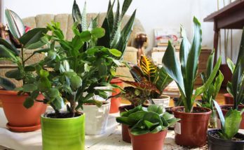 10 szobanövény, amely tisztítja a levegőt otthonodban