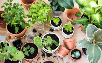 Hogyan válassz szobanövényt, ha kezdő vagy?