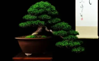Miért válaszd a bonsai fát a lakásodba? – A növények kis művészete!