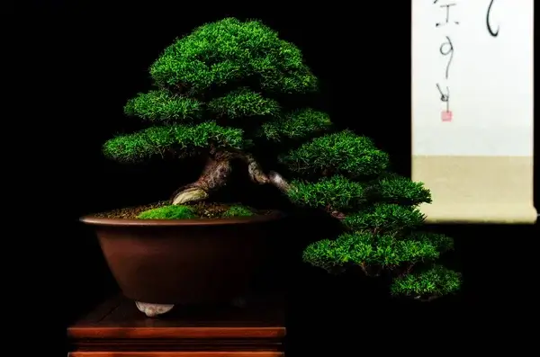 Miért válaszd a bonsai fát a lakásodba? – A növények kis művészete!
