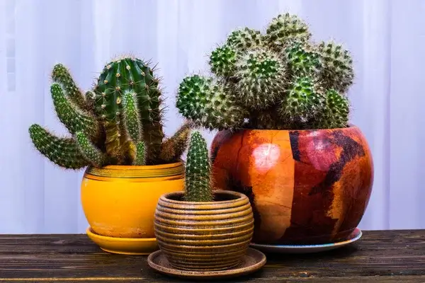 5 dolog, amit nem tudtál a kaktuszok gondozásáról!