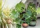 Tudtad, hogy a szobanövények növelhetik a termelékenységedet?